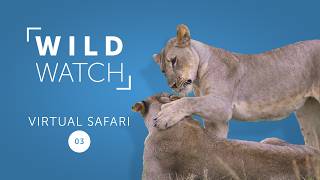 Sister Act  WILDwatch Virtual Safari Ep3 [upl. by Annor859]