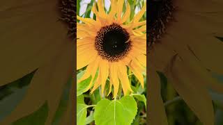 Pumpkin Patch and Sunflowers Nature pumpkin [upl. by Anilorac41]