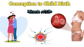 A Journey From Fertilization to Child Birth  The Mircacle Of Life  3D animation [upl. by Dyol]