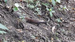 Long tailed Weasel Mustela frenata Comadreja de Cola Larga mamíferos en Colombia [upl. by Ramsey]