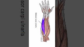 Anatomy Extensor Carpi Ulnaris shorts [upl. by Waechter106]