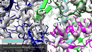 Rotavirus enzyme [upl. by Enneicul450]