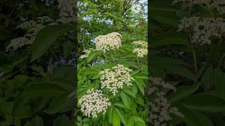 Elderberry tree flowers  US wild flowers satisfying shorts nature [upl. by Heinrik702]