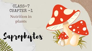 Saprophytes  Chapter  1  Nutrition in Plants  Science  Class  7 [upl. by Bourgeois]