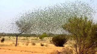 Budgerigars in the wild in Murmuration  Swarm in Outback Australia [upl. by Market]