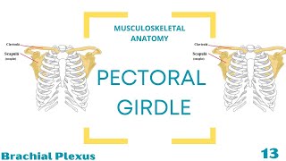 Brachial Plexus [upl. by Latsyk]