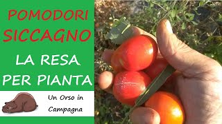 Raccolta del pomodoro Siccagno Quanto rende per pianta [upl. by Atinuj6]