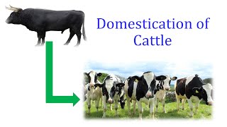 Domestication of Cattle [upl. by Anidam981]