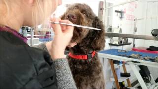 HOW TO GROOM A LABRADOODLES FACE [upl. by Kendre]