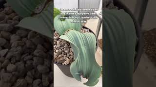 WELWITSCHIA MIRABILIS [upl. by Adialeda]