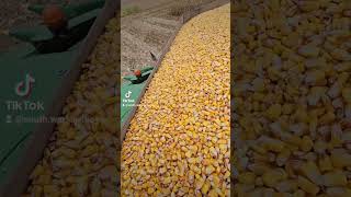 1st Cab Corn of 2024 Harvest Corn johndeere tractor Trump Semi Family Dirt [upl. by Nosnhoj]