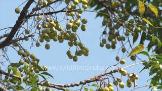 Persian Lilac Tree bakain or Chinaberry tree with fruits leaves up close [upl. by Inahs]