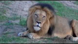 Rare African Lion Roar [upl. by Duester]