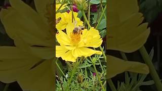 How is the bee attracted to the flowers [upl. by Gisella69]