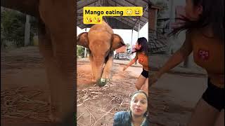 Elephant eating mango funny comedyfilms greenscreenvideo [upl. by Mora437]