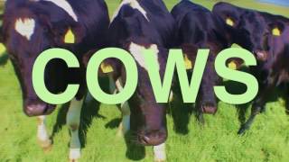 Cows The Truth [upl. by Aramot]