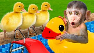 Monkey playing with ducklings at the pool  Monkey Family [upl. by Yrellih]