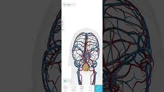 video del polígono de Willis en el atlas anatomy [upl. by Naomi]