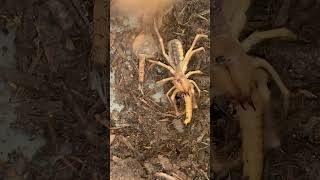 Whip scorpion vs Camel spider creepy ⚠️⚠️⚠️ [upl. by Viglione]