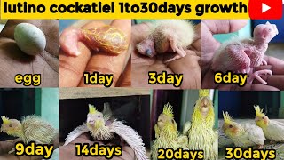 lutino cockatiel growth stageslutino cockatiel 1 to 30days [upl. by Koralie]