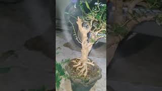 Bonsai bonsai sancangbonsai viralvideo [upl. by Guise]