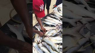 Salmon 🔥 fishing salmon sea malayalam [upl. by Farhsa]