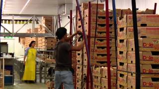 DOLE  Packing Pineapples [upl. by Lyall981]