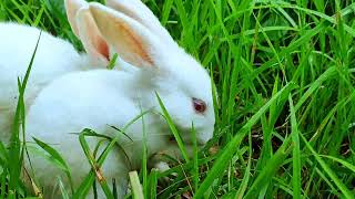 Look how beautifully my rabbits are playing with joy my new bunny pets eating vegetable [upl. by Anatollo]