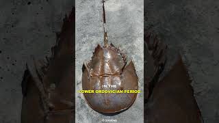 Horseshoe Crab  The Living Fossil [upl. by Hobard928]