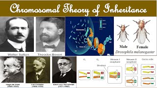 Sutton and Boveri Chromosomal theory  Chromosomal Theory of Inheritance  W Sutton and T Boveri [upl. by Gibbie]