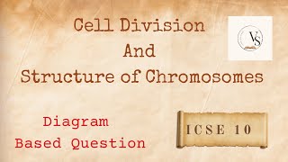 DiagramBased Question on Mitosis and Chromosomes  ICSE Class 10 Biology [upl. by Vite]