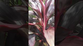 Cordyline rubra plants garden flowers shorts [upl. by Linskey]