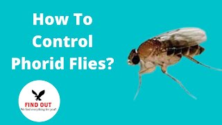 How To Control Phorid Flies In Home [upl. by Ahsilrak]