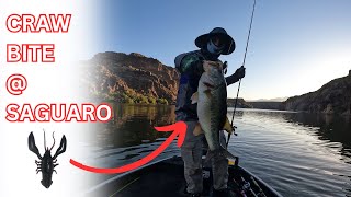 Saguaro Bass LOVE Crawfish  SLEEPER CRAW Tips and Tricks [upl. by Noved37]