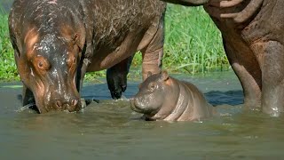 Mother Hippo Fights to Protect Her Calf  Natural World  BBC Earth [upl. by Gundry97]