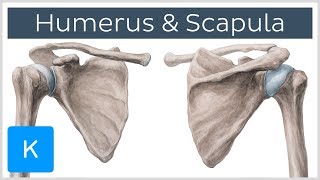 Humerus and Scapula Anatomy Definition Ligaments amp Bones  Kenhub [upl. by Carson4]