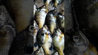 bluegill bream panfish whatever Yu call em I go get em 😍 [upl. by Inaboy214]