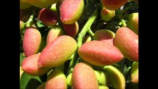 Fresh Pistachio Nuts All Green and Milky Like Avocados [upl. by Hofmann86]