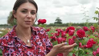 5 easy tips to grow roses and propagate from cuttings with Harkness Roses  The RHS [upl. by Pickar]