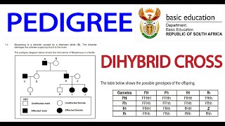 DIHYBRID CROSS amp PEDIGREE GENETICS GRADE 12 LIFE SCIENCES BY MSAIDI [upl. by Aneehsirk462]