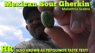 ⟹ MEXICAN SOUR GHERKIN  Melothria scabra  Why i like these so much [upl. by Kerrison]