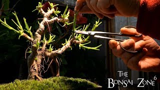 Schefflera Bonsai and the First Nations Garden The Bonsai Zone Nov 2019 [upl. by Tesler]