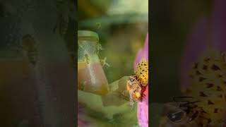 Surprising Honey Bee Discoveries honey honeybee facts insects viralvideo didyouknow [upl. by Newnorb]