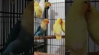 Lovebirds is one of a beautiful creation of Allah lovebirds shorts trending luckyali [upl. by Neve985]