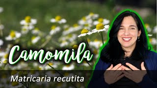 Camomila – Matricaria recutita [upl. by Inaflahk]