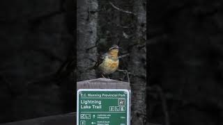 Varied thrush 💚 Sept 28 2024 manningpark [upl. by Winnie985]