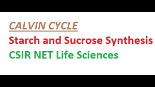 Calvin Cycle Starch amp Sucrose Synthesis CSIR NET Life Sciences [upl. by Brechtel952]