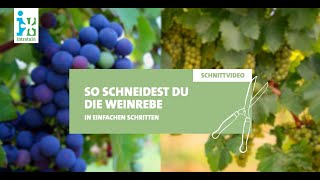 Intratuin  Weinrebe schneiden [upl. by Airotciv]