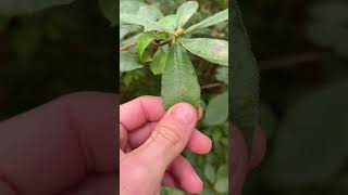 Azalée du Pacifique Rhododendron occidentale  comment la reconnaître [upl. by Genna]