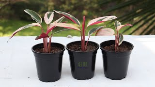 How to Propagate Calathea Triostar Plant [upl. by Rossen219]